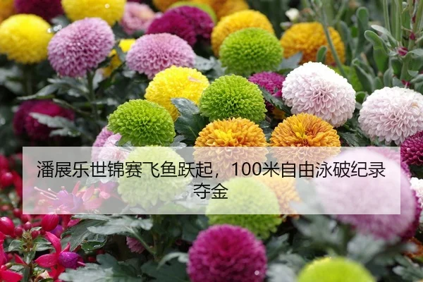 潘展乐世锦赛飞鱼跃起，100米自由泳破纪录夺金